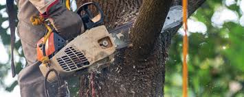 Trusted Farmington Hills, MI  Tree Services Experts